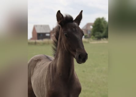PRE, Stallion, , Black