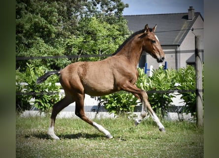 PRE, Stallion, Foal (03/2025), Brown