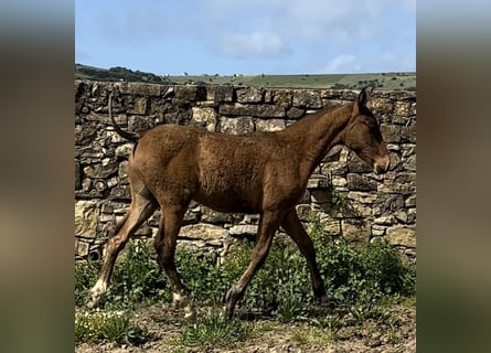 PRE, Stallion, , Brown