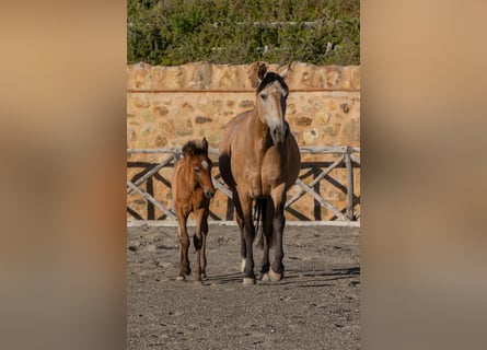 PRE, Stallion, Foal (03/2026), Buckskin