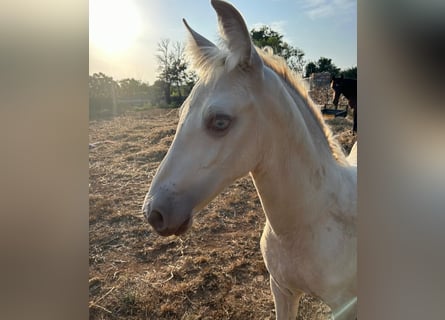 PRE, Stallion, Foal (04/2025), Pearl