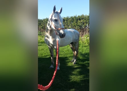 PRE, Stallion, 13 years, 15.3 hh, Gray-Dapple