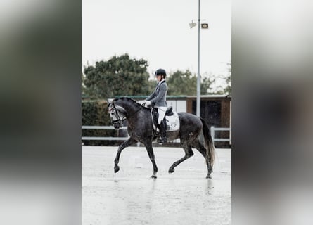 PRE, Stallion, 5 years, Gray