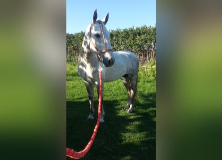 PRE, Stallion, 14 years, 15,3 hh, Grey-Dapple