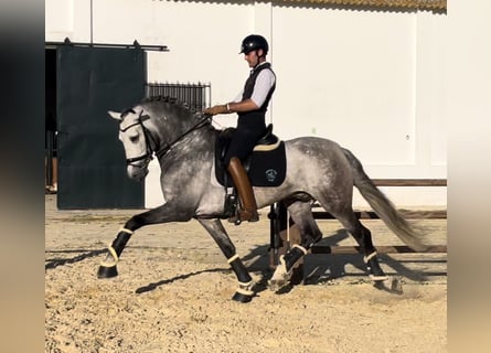 PRE, Stallion, 6 years, 16,2 hh, Grey-Dapple