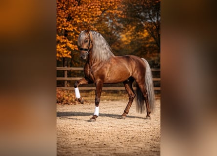 PRE, Stallion, 8 years, 16 hh, Palomino