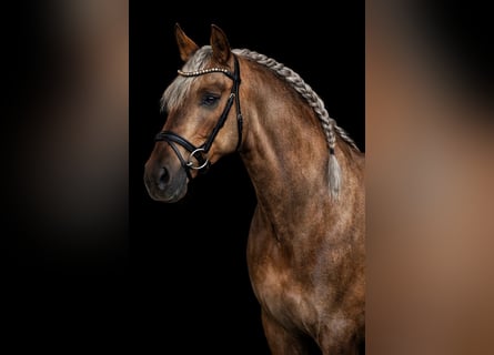 PRE, Stallion, 8 years, 16 hh, Palomino