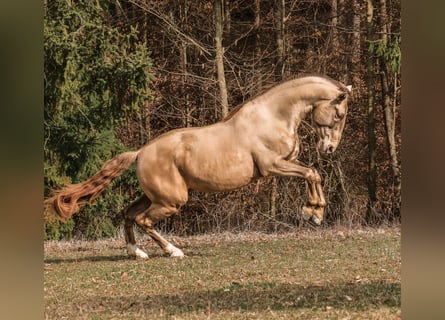 PRE, Stallion, 6 years, 16 hh, Pearl
