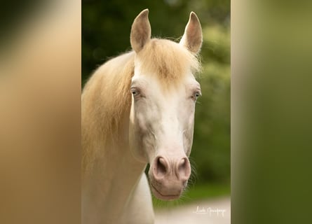 PRE, Stallion, 8 years, 15,2 hh, Perlino