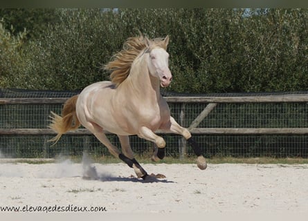 PRE, Stallion, 8 years, 16.2 hh, Perlino