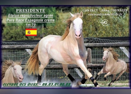 PRE, Stallion, 8 years, 16,2 hh, Perlino