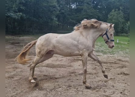 PRE, Stallion, 8 years, 15,3 hh, Perlino