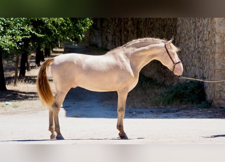 PRE, Stallion, 5 years, 16.2 hh, Perlino