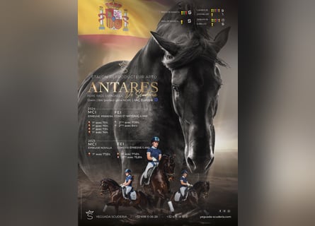 PRE, Stallion, 5 years, 16 hh, Smoky-Black