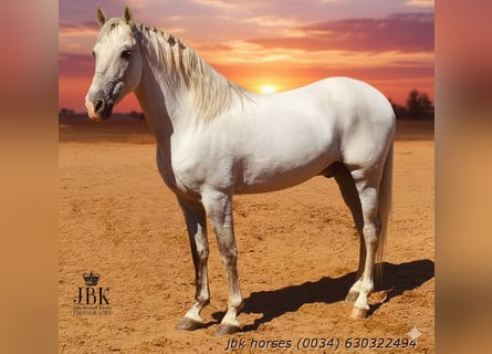 PRE, Stallone, 10 Anni, 158 cm, Grigio