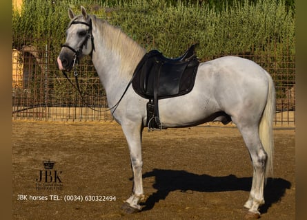 PRE, Stallone, 10 Anni, 158 cm, Grigio