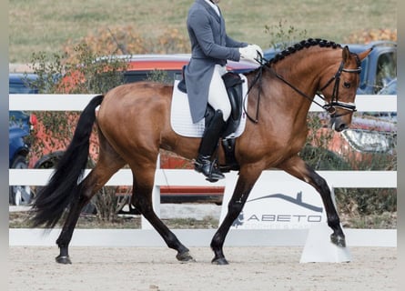 PRE Mix, Stallone, 10 Anni, 161 cm, Baio ciliegia