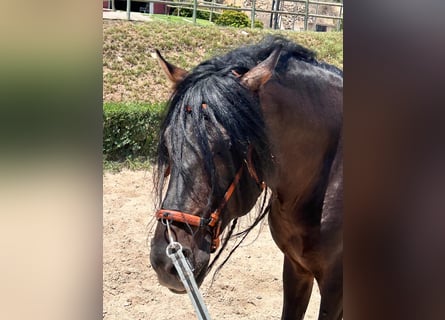 PRE Mix, Stallone, 10 Anni, 165 cm, Baio nero