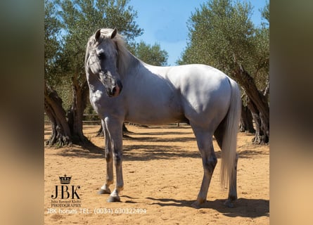 PRE, Stallone, 11 Anni, 158 cm, Grigio
