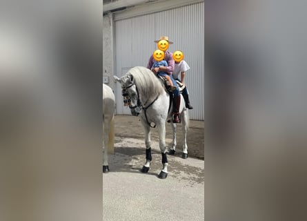 PRE Mix, Stallone, 11 Anni, 161 cm, Grigio