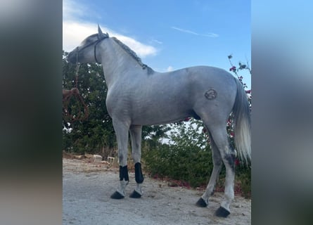 PRE Mix, Stallone, 11 Anni, 161 cm, Grigio