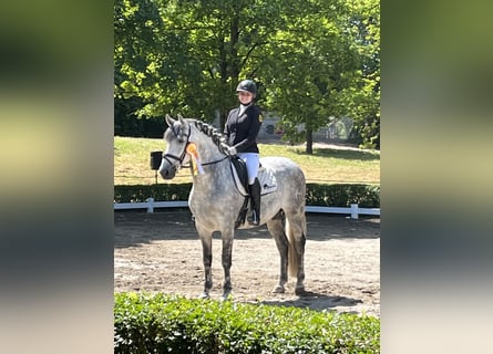 PRE, Stallone, 11 Anni, 165 cm, Grigio