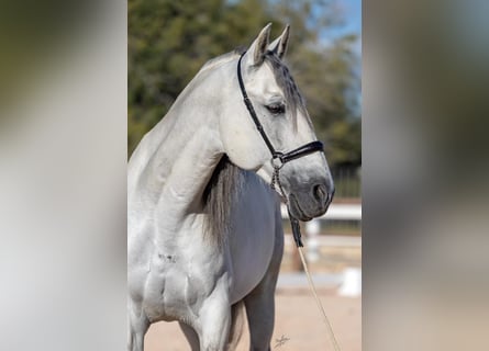 PRE Mix, Stallone, 11 Anni, 166 cm, Grigio