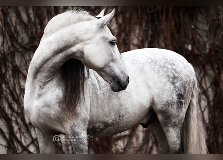 PRE Mix, Stallone, 12 Anni, 164 cm, Grigio