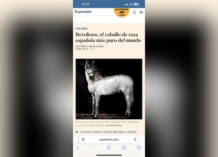 PRE Mix, Stallone, 12 Anni, 165 cm, Grigio