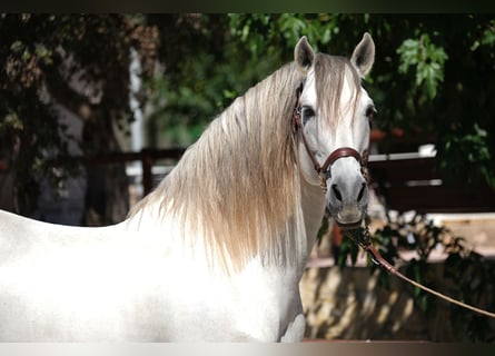 PRE Mix, Stallone, 13 Anni, 160 cm, Grigio