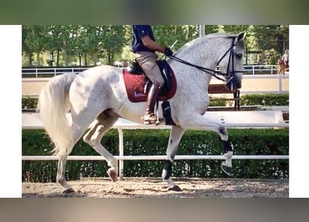 PRE Mix, Stallone, 13 Anni, 166 cm, Grigio