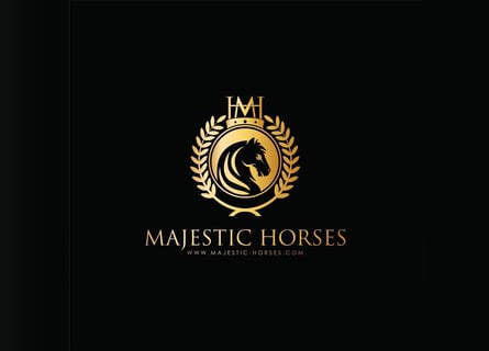 PRE Mix, Stallone, 13 Anni, 166 cm, Grigio pezzato