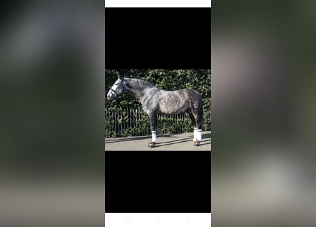 PRE, Stallone, 13 Anni, 170 cm, Grigio pezzato