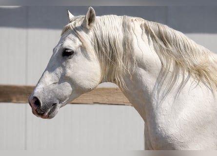 PRE, Stallone, 14 Anni, 165 cm, Grigio