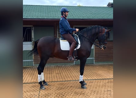 PRE, Stallone, 14 Anni, 166 cm, Baio ciliegia