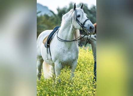 PRE Mix, Stallone, 14 Anni, 170 cm, Grigio pezzato