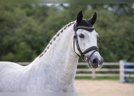 PRE Mix, Stallone, 15 Anni, 161 cm, Bianco