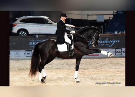 PRE, Stallone, 18 Anni, 166 cm, Morello