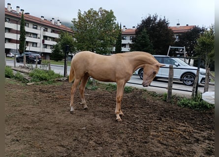 PRE Mix, Stallone, 1 Anno, 153 cm, Champagne