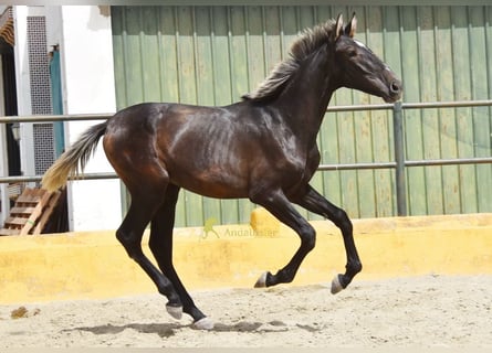 PRE, Stallone, 1 Anno, 154 cm, Grigio
