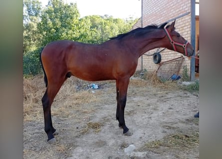 PRE Mix, Stallone, 1 Anno, 158 cm, Baio ciliegia