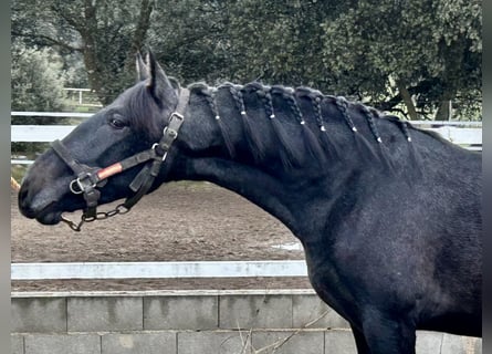 PRE Mix, Stallone, 1 Anno, 158 cm, Grigio