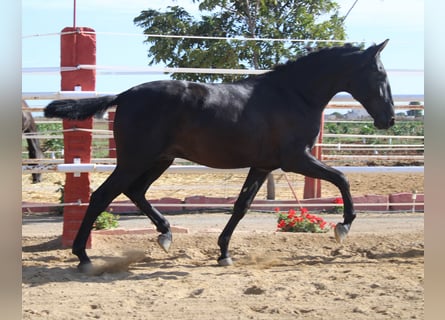 PRE, Stallone, 1 Anno, 160 cm, Morello