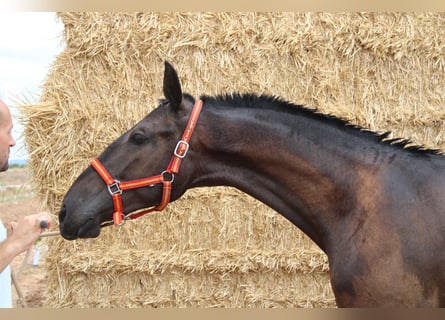 PRE, Stallone, 1 Anno, 160 cm, Morello