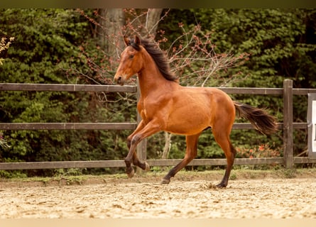 PRE Mix, Stallone, 1 Anno, 163 cm, Baio