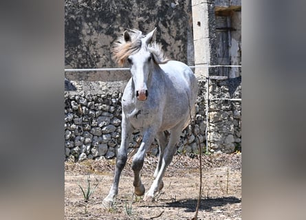 PRE Mix, Stallone, 1 Anno, 163 cm, Grigio