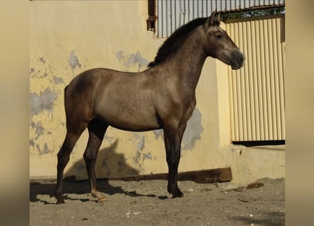 PRE Mix, Stallone, 1 Anno, 164 cm, Grigio