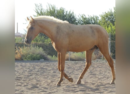 PRE Mix, Stallone, 1 Anno, 164 cm, Palomino