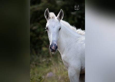 PRE Mix, Stallone, 1 Anno, 165 cm, Palomino
