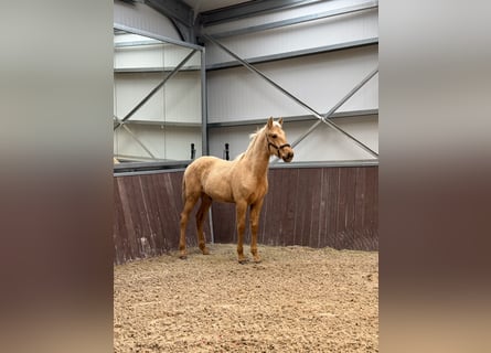 PRE, Stallone, 1 Anno, Palomino